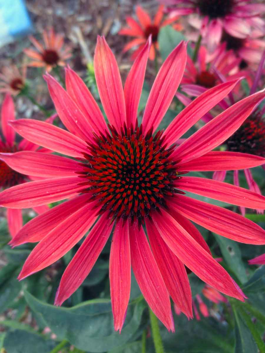 Smell the flower by Susan Fluegel